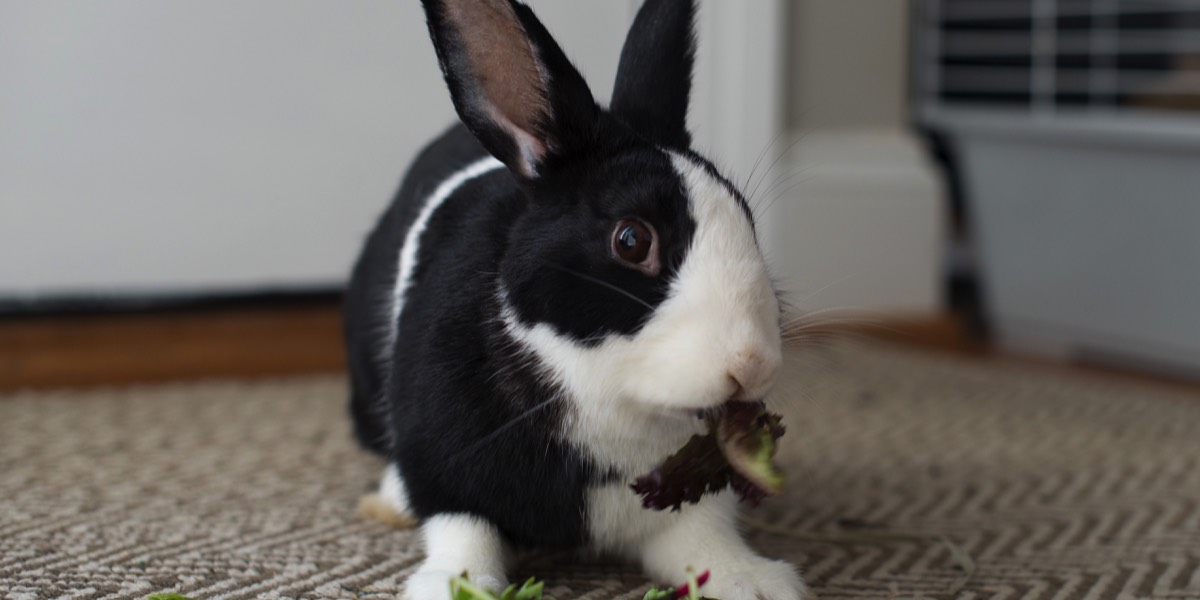 Black and white rabbit eating lettuce