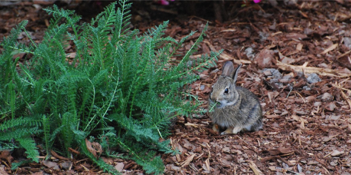Wild baby bunny eating a plant in a flower bed