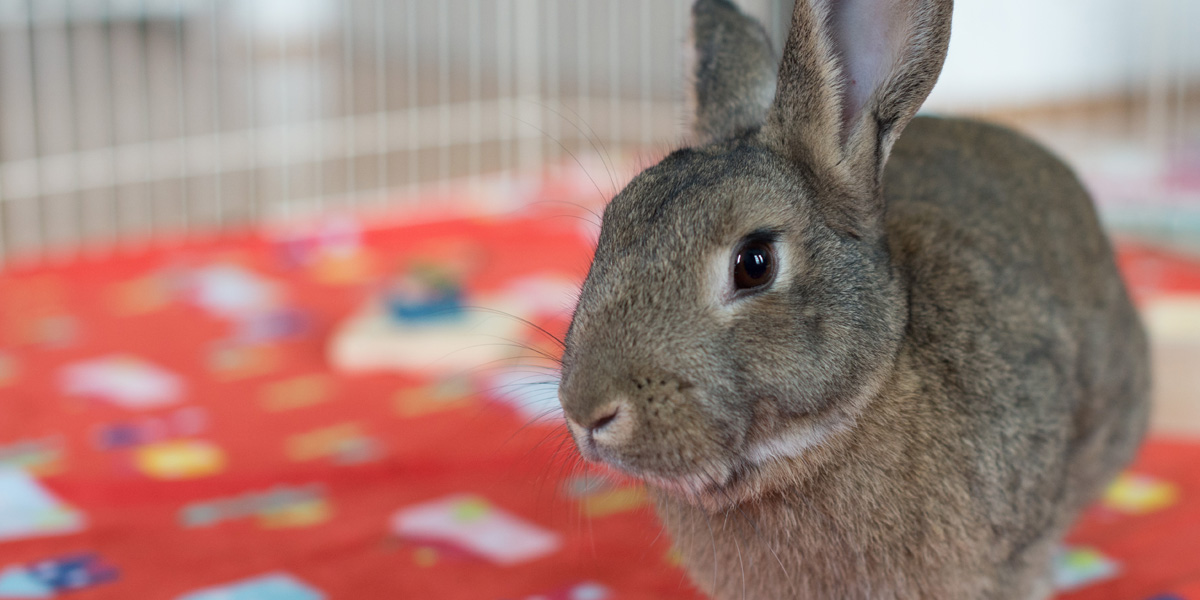 Rescues And Shelters Triangle Rabbits
