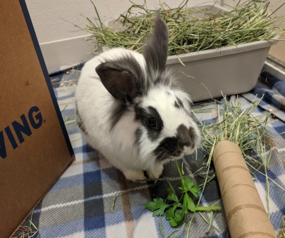 Rabbit fostering clearance near me