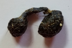 Two rabbit poops connected with fur