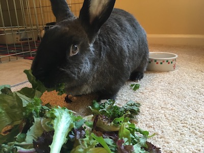 Willow enjoying her salad
